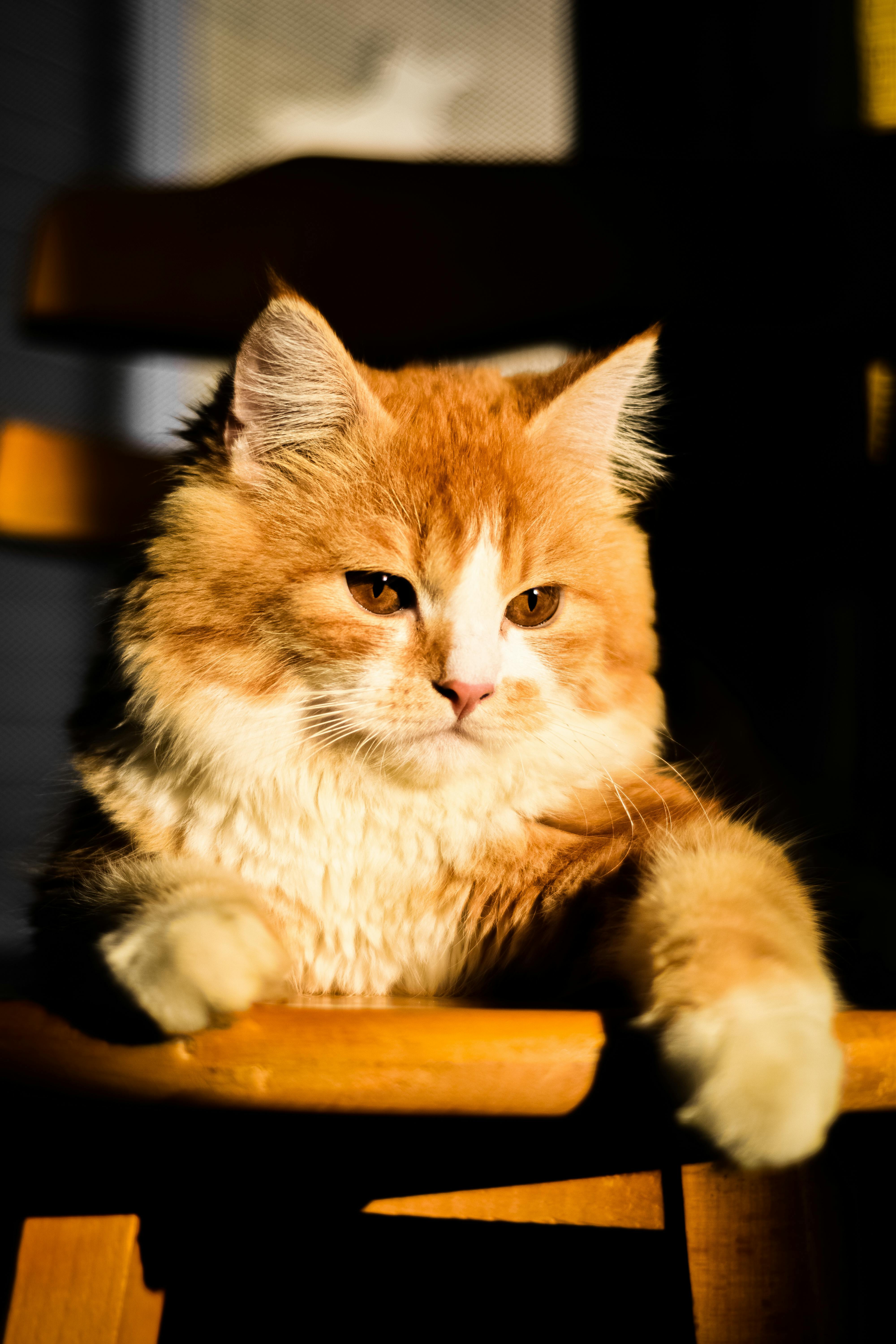 Orange Cat, fotoğraf: Hilmi Ferhat Topal